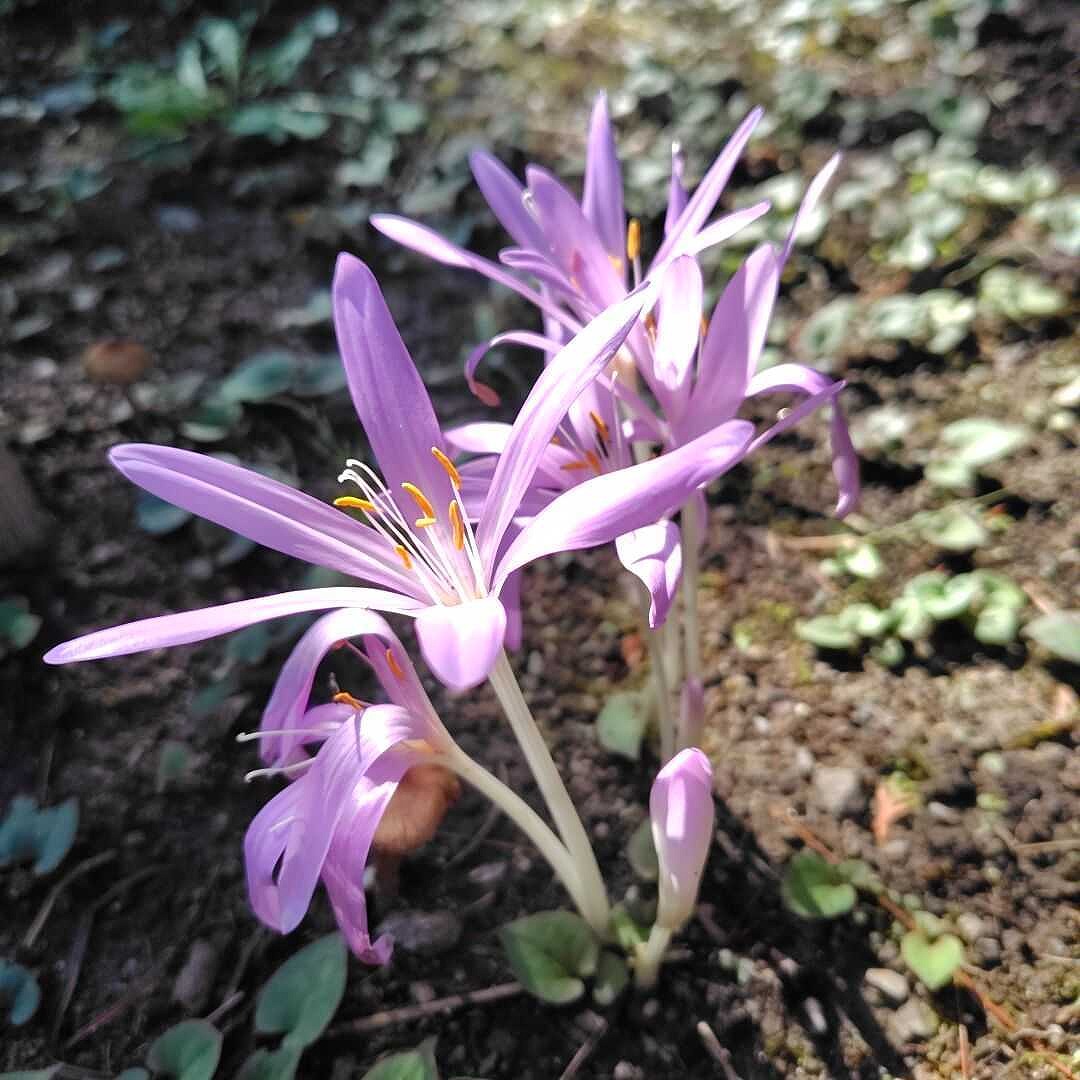 令和6年度 | 花だより | 白鳥庭園｜名古屋市熱田区